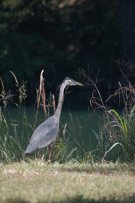 blue heron